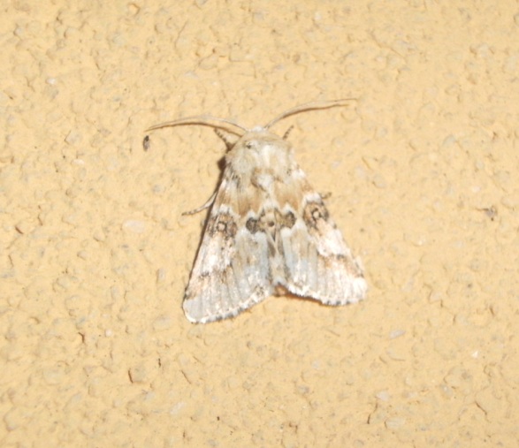 Noctuidae - Eremobia ochroleuca